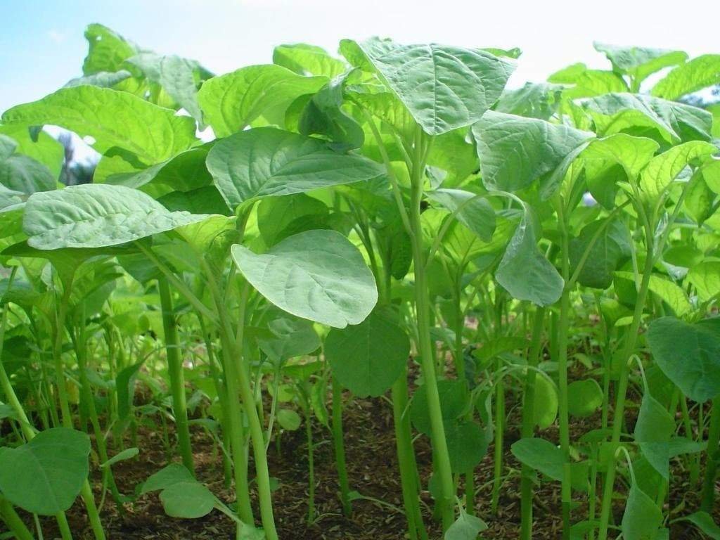 Green Super Stem Amarnath seeds