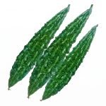 Fresh harvested green bitter gourds from Bitter Gourd Lima Seeds showing uniform long fruits with textured skin.