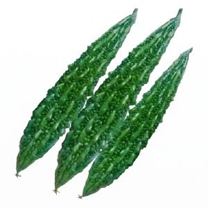 Fresh harvested green bitter gourds from Bitter Gourd Lima Seeds showing uniform long fruits with textured skin.