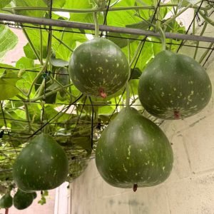 Fresh Bottle Gourd Raj Round F1 fruits harvested from productive vines, featuring large round green gourds with smooth skin ideal for home gardens and market growers.
