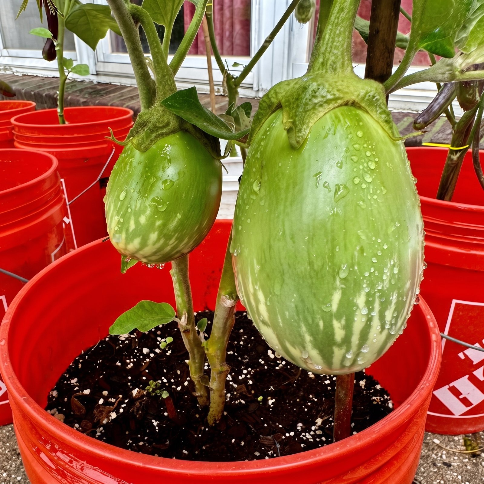Brinjal Green Ball Seeds growing healthy green and white striped eggplants on vigorous plants, ideal for home gardens, raised beds, containers, and vegetable farms.