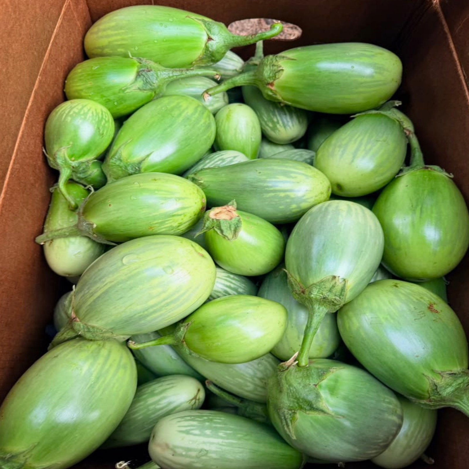 Freshly harvested Brinjal Green Ball eggplants displaying smooth green skin with light white striping in a harvest box