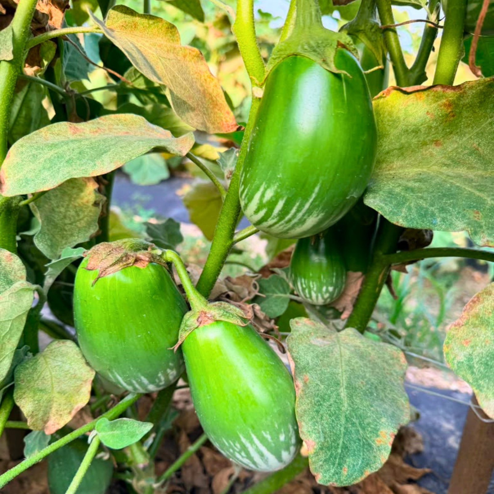 Brinjal Green Ball plants producing multiple oval green eggplants with attractive white streaks in a field