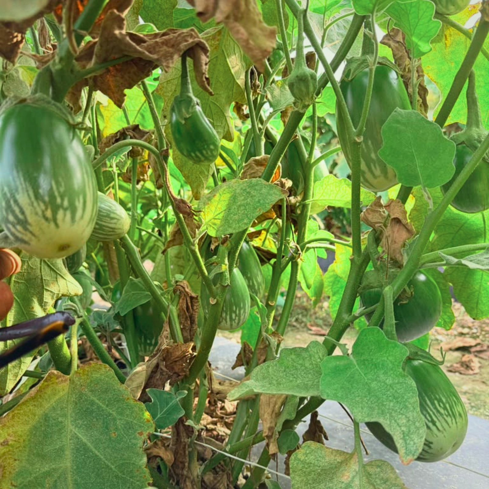 Green Ball Brinjal fruits developing on productive eggplant plants, ideal for home gardens and vegetable growers