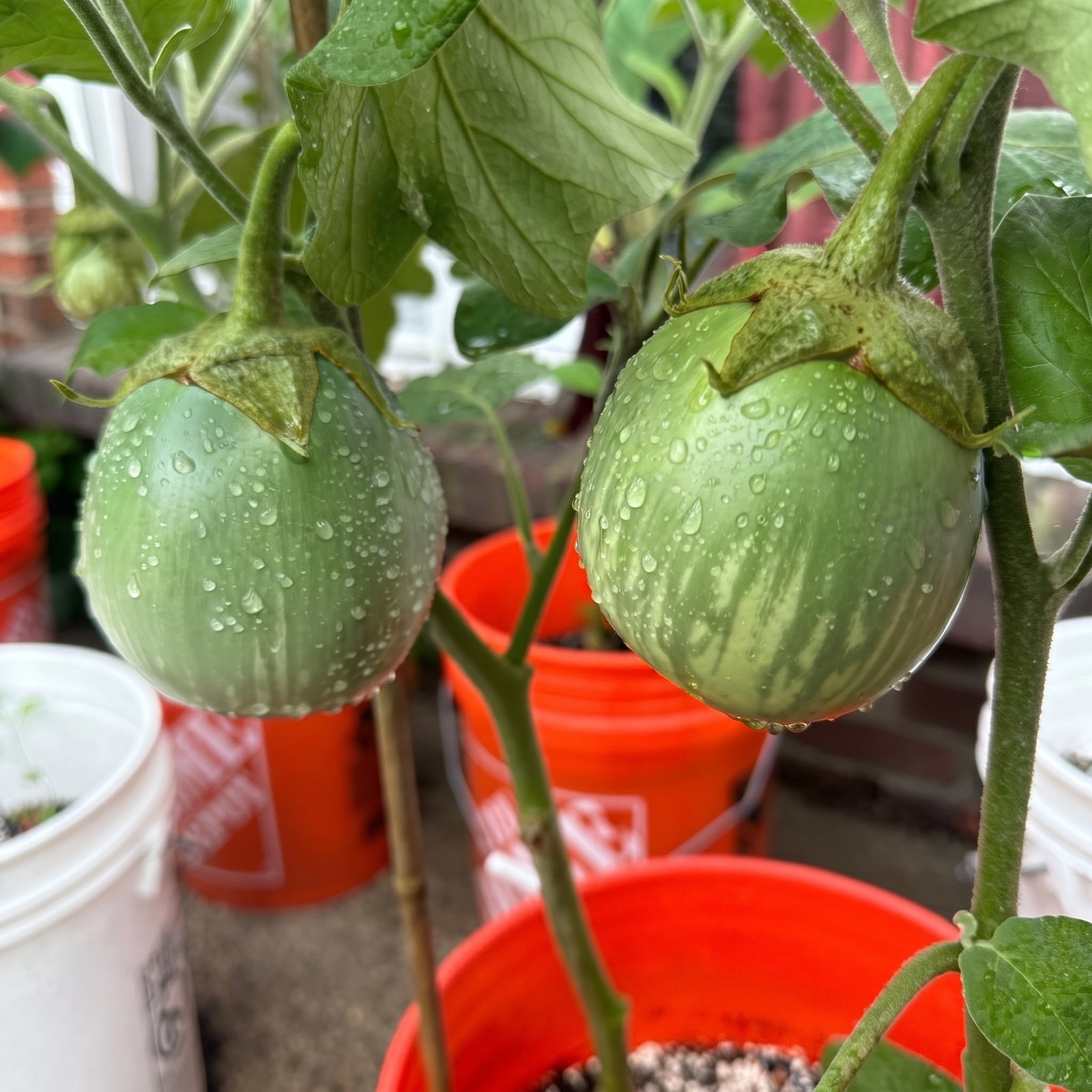 Brinjal Nice Ball Seeds growing healthy shiny green round eggplants on vigorous plants, ideal for home gardens, raised beds, containers, and commercial vegetable production.