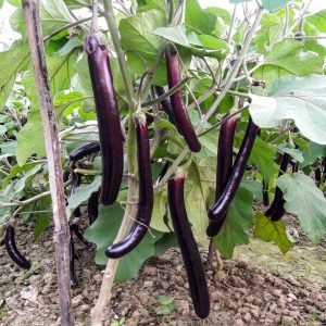 Brinjal Profit Raj Seeds with freshly harvested long, glossy purple eggplants showcasing vigorous growth, uniform fruit size, and premium quality for home gardens and commercial cultivation.