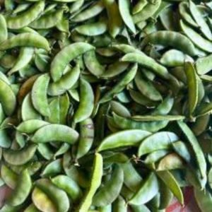 Country Bean MS-7 Ornamental Seeds