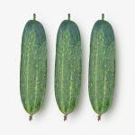Fresh Cucumber Banolota cucumbers with smooth green skin, ideal for slicing, salads, and home gardening.