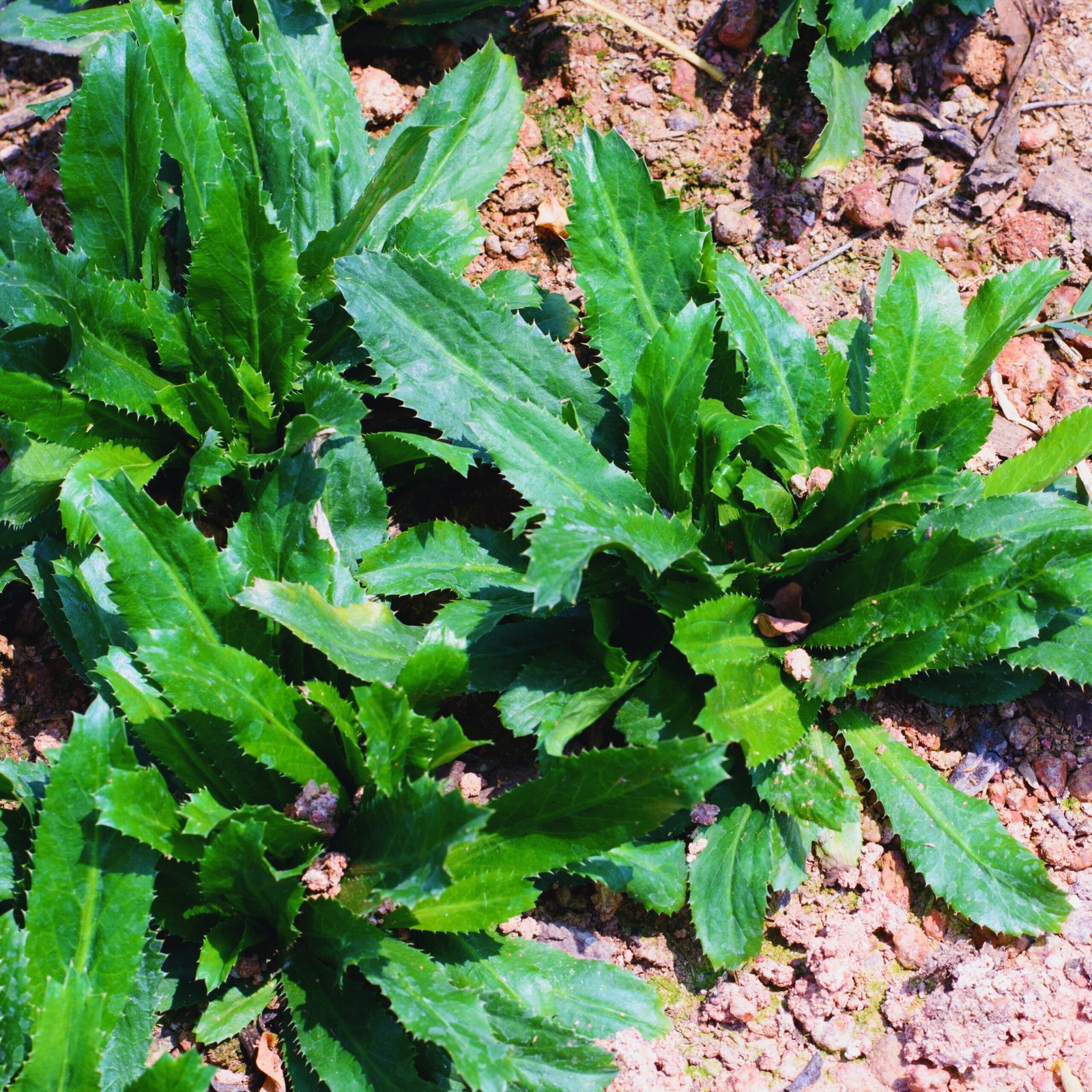 Culantro Seeds (Bilati Dhonia) - Heirloom Ngo Gai & Recao Sawtooth Coriander - Image 3