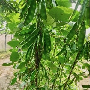 Kerala MS-7 lablab bean plant with white flowers and flat green pods growing in raised bed garden