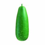Bottle Gourd Nandini F1 hybrid growing on trellis system, Lagenaria siceraria Nandini calabash vegetable seeds