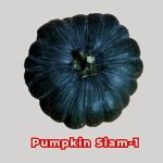 Pumpkin Siam-1 Seeds producing deep green smooth-skinned pumpkins (Cucurbita maxima) growing on healthy vigorous vines