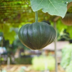 Deeply ribbed heirloom style pumpkin for home garden harvest
