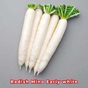 Freshly harvested Radish Mino Early White (Raphanus sativus) with crisp white roots and healthy green tops ready for the USA market.