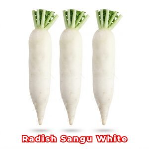 Radish Sangu White Seeds producing long milky white Daikon radishes (Raphanus sativus) growing in fertile garden soil