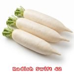 Radish Swift 42 Seeds producing premium white Daikon radishes with smooth cylindrical roots for home gardens and commercial farming.