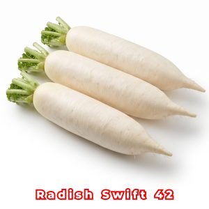Radish Swift 42 Seeds producing premium white Daikon radishes with smooth cylindrical roots for home gardens and commercial farming.