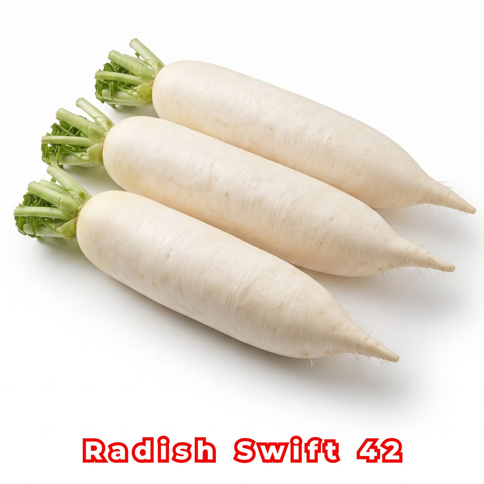 Radish Swift 42 Seeds producing premium white Daikon radishes with smooth cylindrical roots for home gardens and commercial farming.
