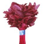 red amaranth rakta karabi lal shak leaves