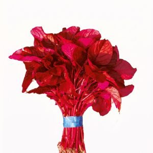 Healthy Red Amaranth Altapeti crop with vibrant red foliage