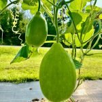 Bottle Gourd Surma Round Seeds, lagenaria siceraria round fruit, calabash vine growing in garden