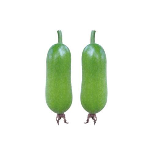 Wax Gourd - Maya Seeds For Planting 1 Gram Seeds