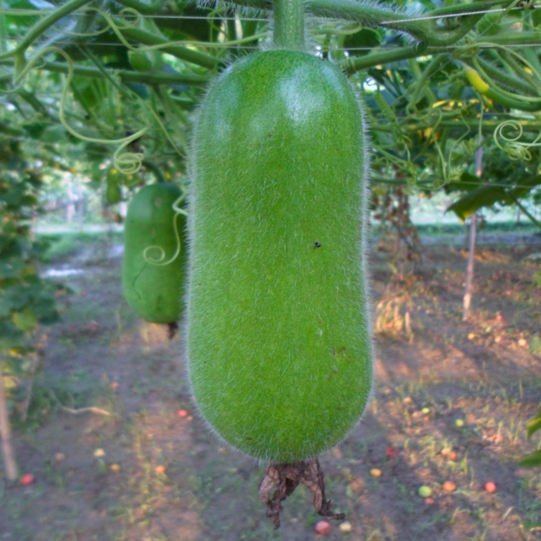 Maya Wax Gourd Seeds
