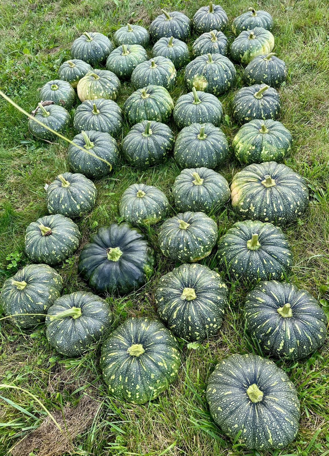 Pumpkin Bangla Sweet F1 NON-GMO Seeds | Sweet Asian Cucurbita maxima | High Yield Round Dark Green Pumpkin for backyard, raised beds, containers, and Home Garden - Image 5