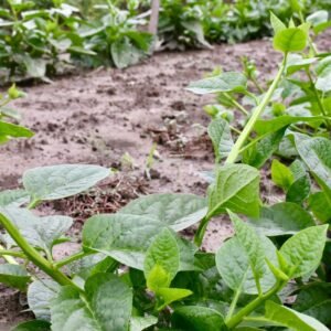 Pui Shak Green Regular Thin Vines Seeds Malabar spinach leafy vine for ground and trellis growing in USA home gardens