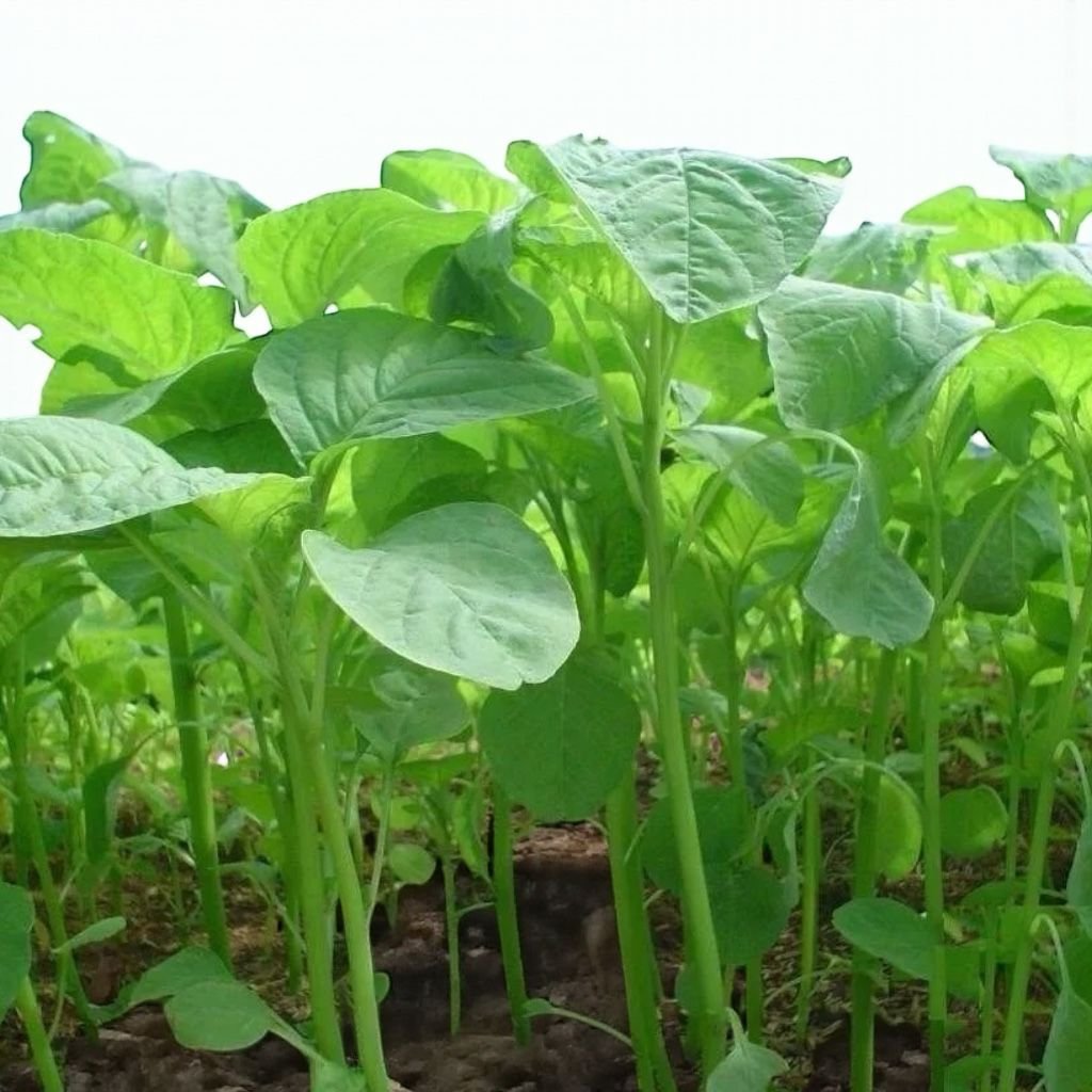 Stem Amaranth Seeds - Data Shak Seeds For Planting (green Super)