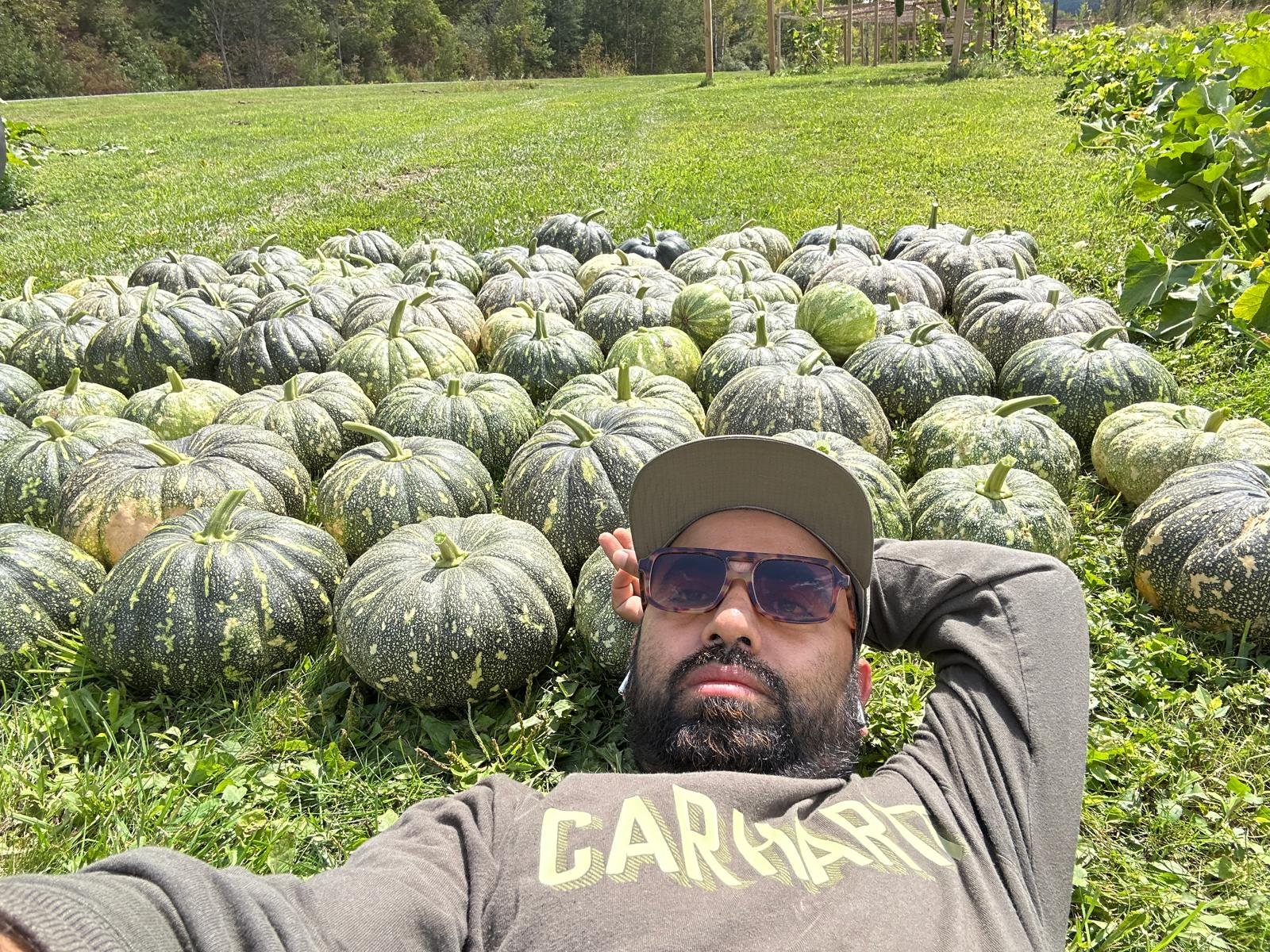 Pumpkin Bangla Sweet F1 NON-GMO Seeds | Sweet Asian Cucurbita maxima | High Yield Round Dark Green Pumpkin for backyard, raised beds, containers, and Home Garden - Image 3