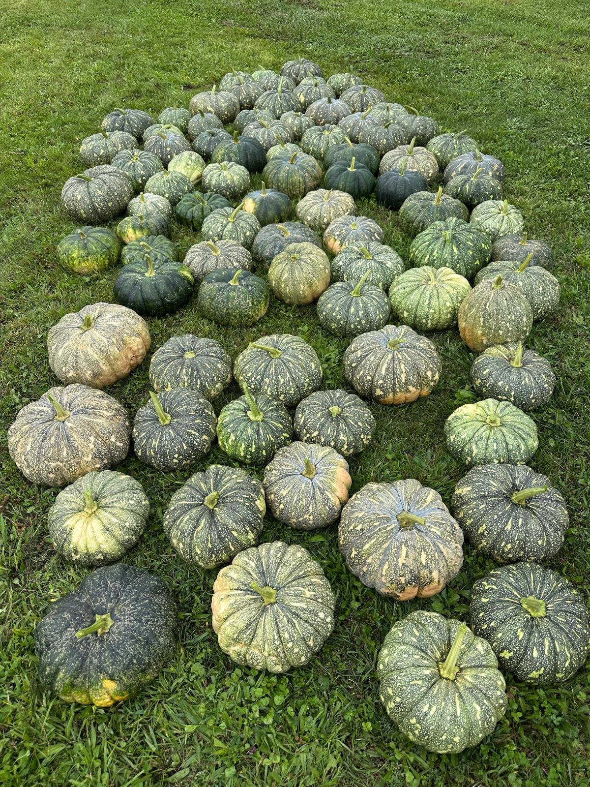 Pumpkin Bangla Sweet F1 NON-GMO Seeds | Sweet Asian Cucurbita maxima | High Yield Round Dark Green Pumpkin for backyard, raised beds, containers, and Home Garden - Image 2