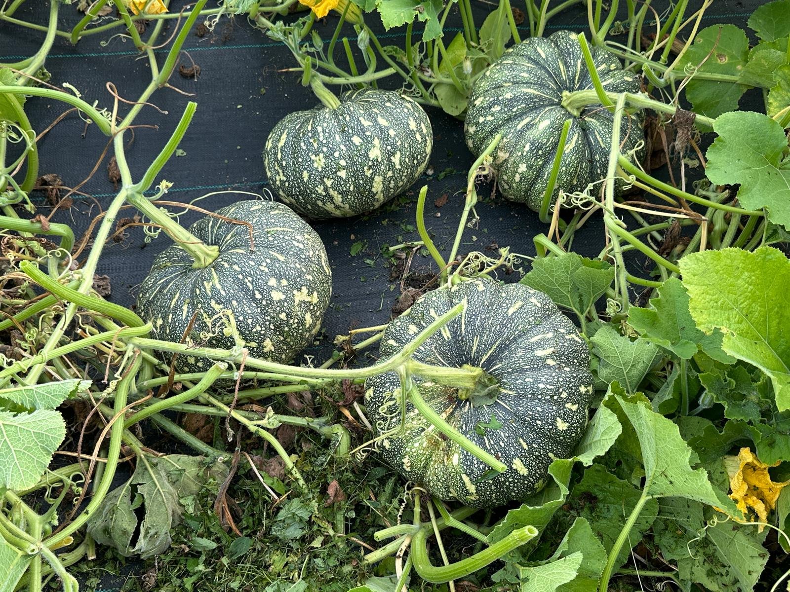 Bangla Sweet Pumpkin Seeds