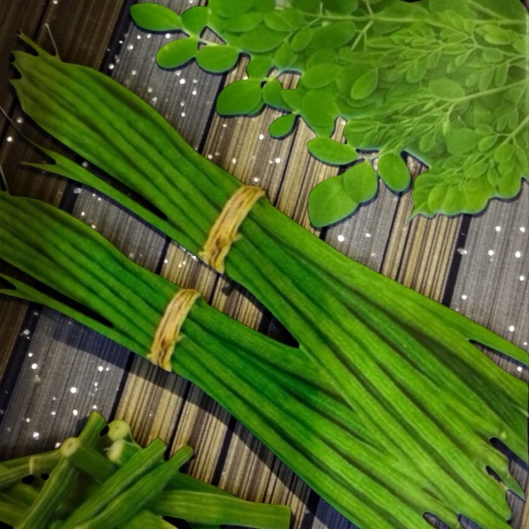 Moringa Seeds For Planting || 25 Moringa 5 Grams Seeds - Image 2