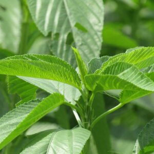 Molokhia Seeds (Jute Leaf) – Egyptian Spinach Corchorus Olitorius | Misti Mara Shak (পাট শাক)