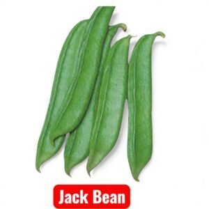 Jack Bean Seeds (Canavalia ensiformis) - Sword Bean pods ready for harvest