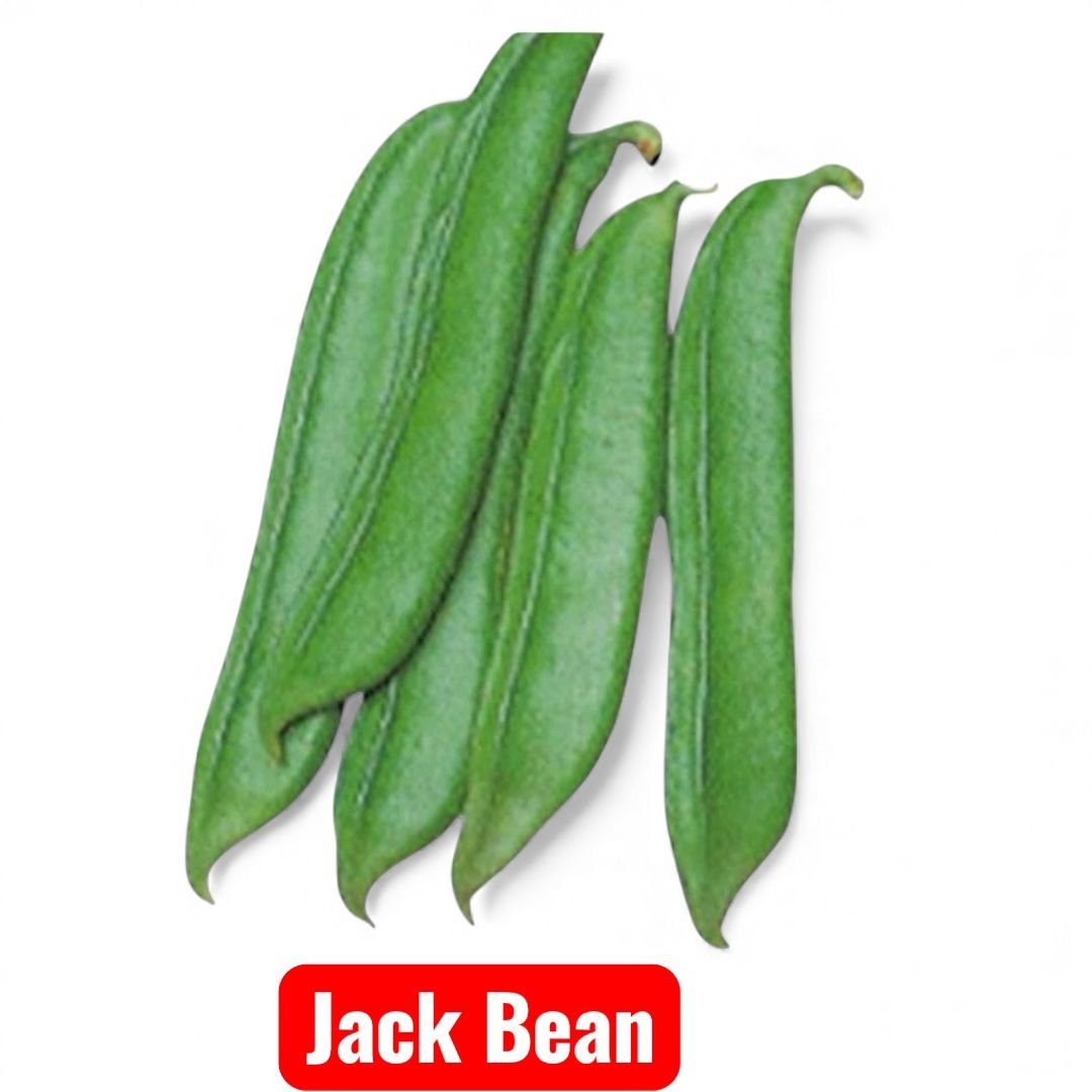Jack Bean Seeds (Canavalia ensiformis) - Sword Bean pods ready for harvest