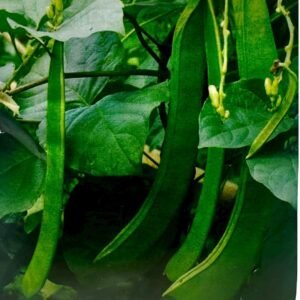 • Jack Bean vine climbing trellis with mature green sword-shaped pods