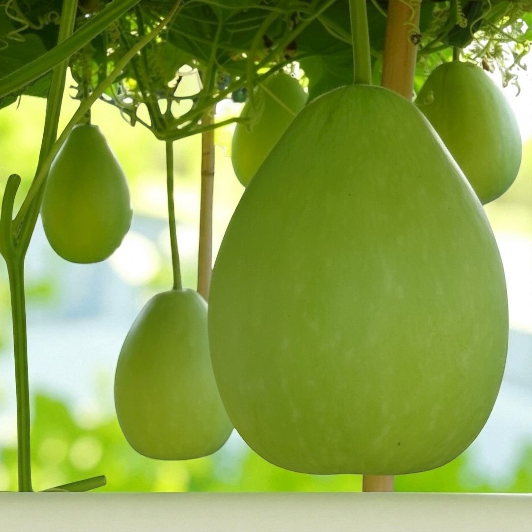 Bottle Gourd Bindu Lau Seeds | Lagenaria siceraria Calabash Seeds | Non-GMO Hybrid Lauki Vegetable Seeds for Home Garden & Farm Growing | 10 Seeds - Image 2