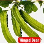 Winged Bean seeds producing bright green four-angled bean pods growing on vigorous climbing vines in a garden trellis
