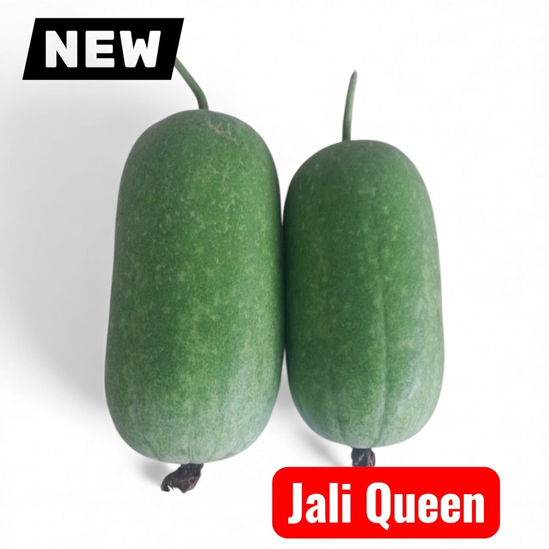 Wax Gourd || Jali Queen Wax Gourd Seeds 1 Gram Seeds