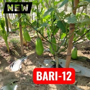 Brinjal Bari-12 Seeds | Long Green Bari-12 Eggplant Seeds | Solanum Melongena Premium Begun Seeds for Home Gardens & Farms | 1 Gram