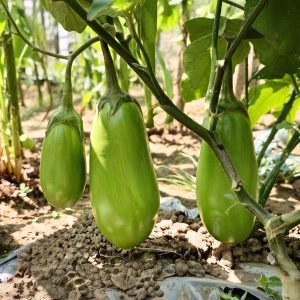 Brinjal Bari-12 plants producing smooth light-green eggplants in a protected vegetable garden.