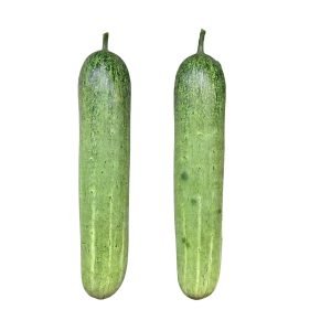 Fresh Giant Cucumbers isolated on a white background showing long uniform light green fruits. Healthy Giant Cucumber plants producing long slicing cucumbers ready for harvest.
