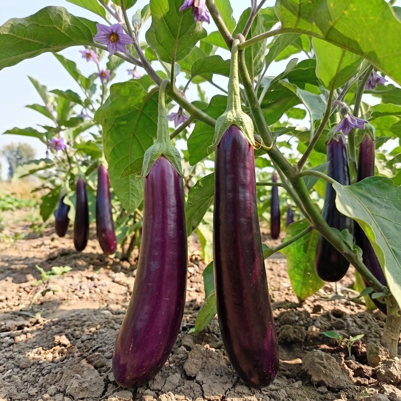 Fresh Eggplant Delight-L Brinjal growing on healthy plants with glossy long purple fruits ready for harvest in a home vegetable garden