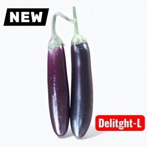 Premium Eggplant Delight-L Seeds producing uniform long purple eggplants with smooth skin for raised beds, backyard gardens, and commercial cultivation