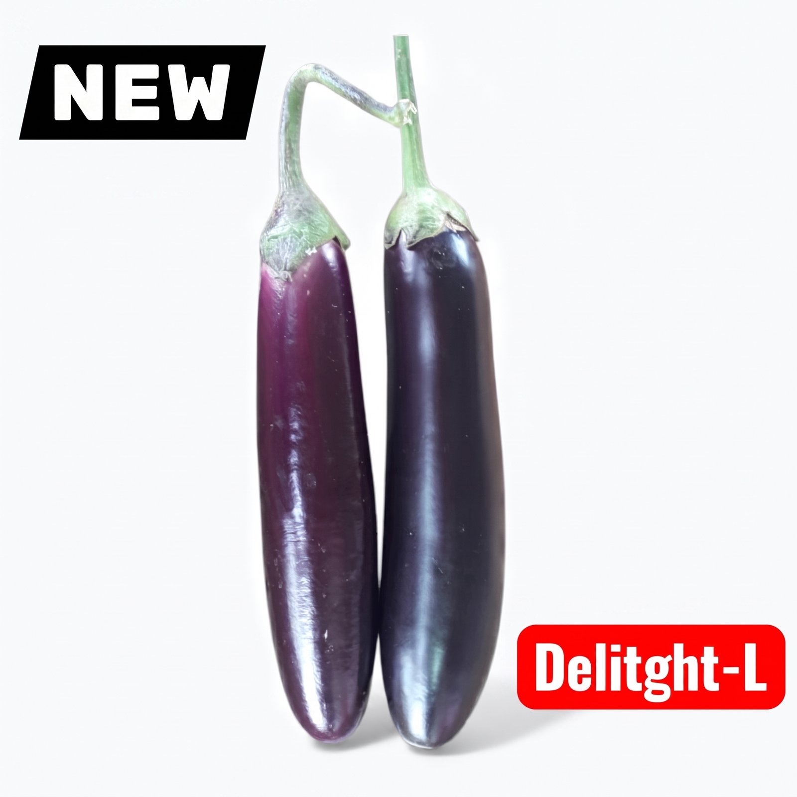 Premium Eggplant Delight-L Seeds producing uniform long purple eggplants with smooth skin for raised beds, backyard gardens, and commercial cultivation