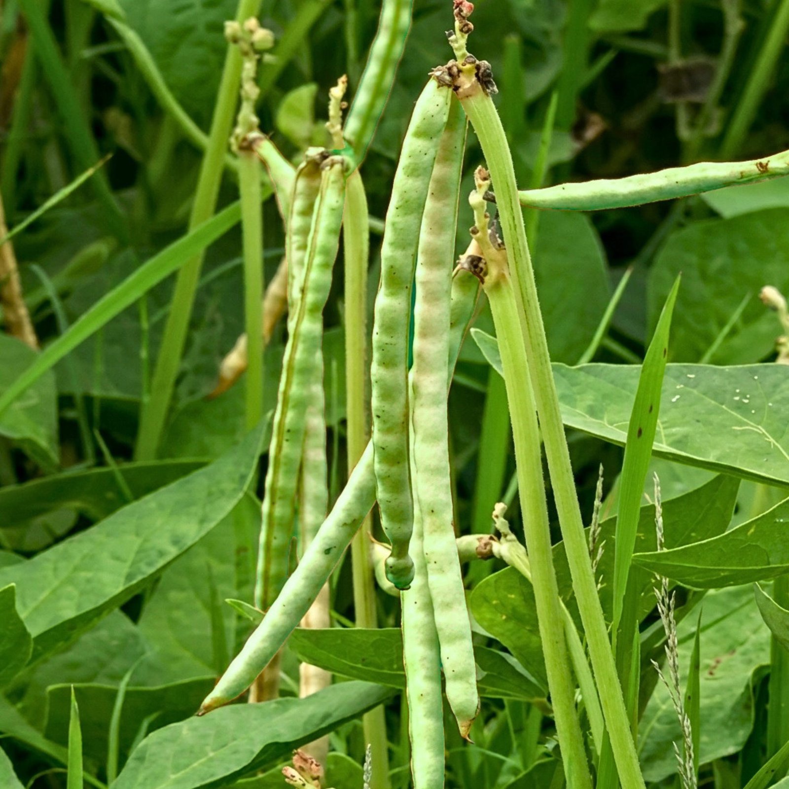 Felon Dal cowpea seed pods close-up with leaves, Vigna unguiculata seeds for planting