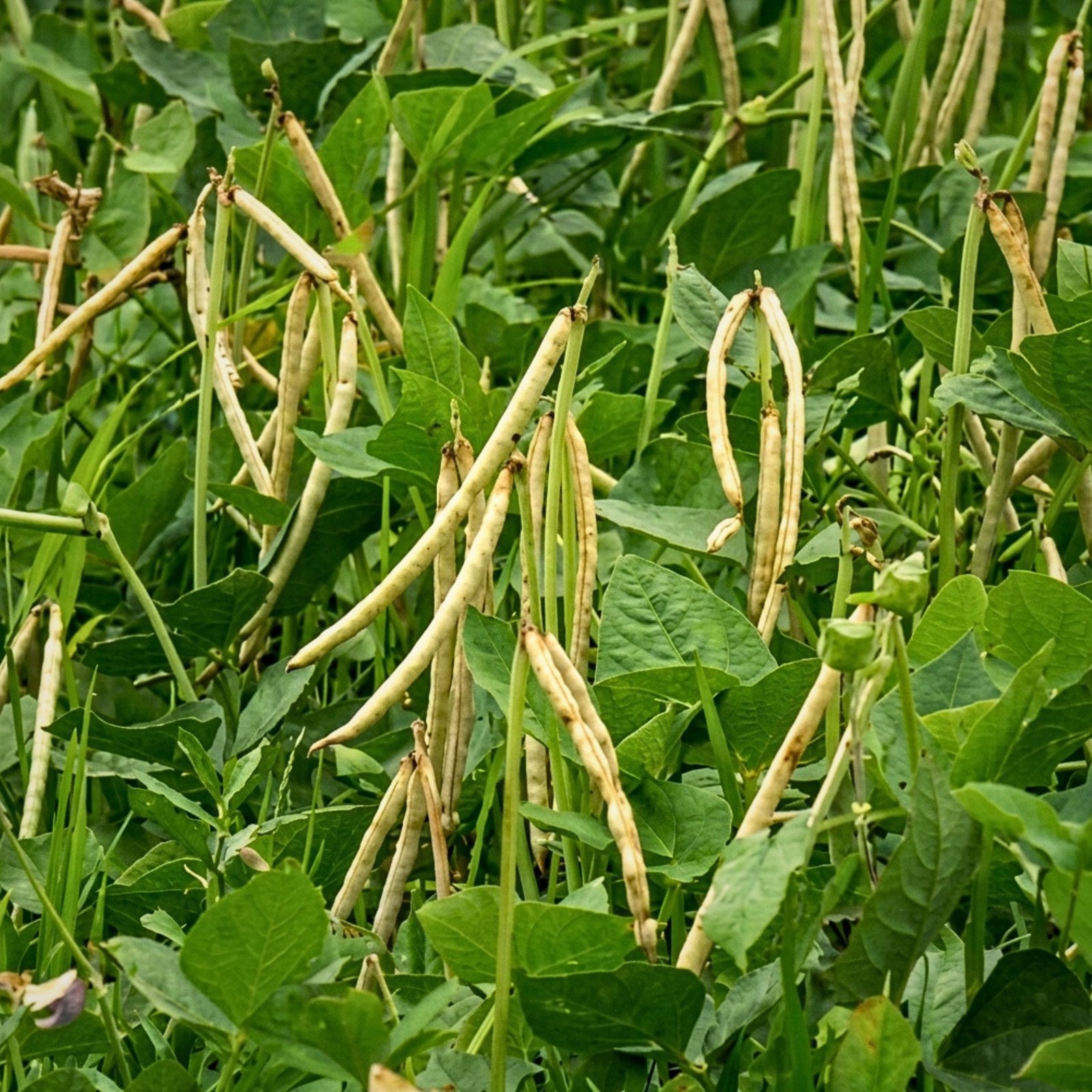 Mature dried tan and brown cowpea pods ready for harvest, Felon Dal Vigna unguiculata