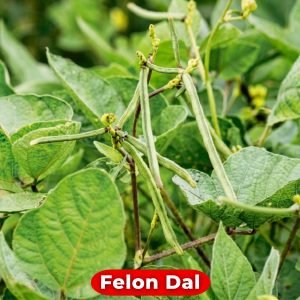 Green Felon Dal cowpea seed pods hanging on the vine, Vigna unguiculata plant